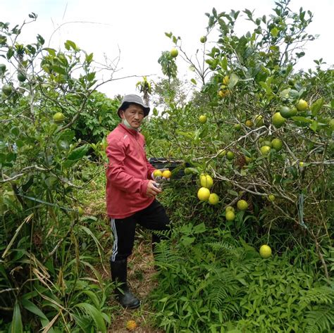 When life gives you lemons: How a lemon farm in Benguet .
